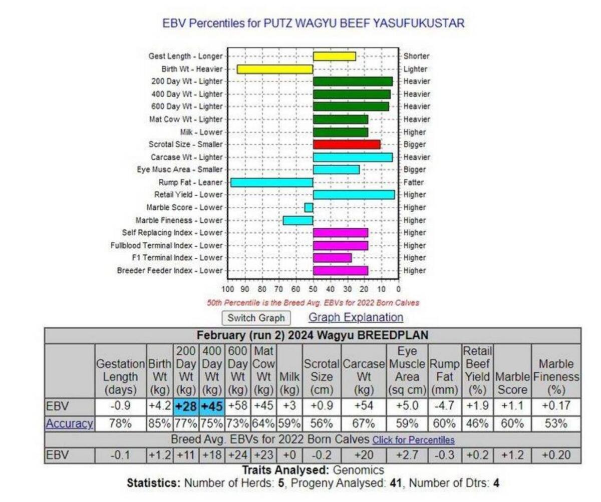 Yasufukustar Samen 2