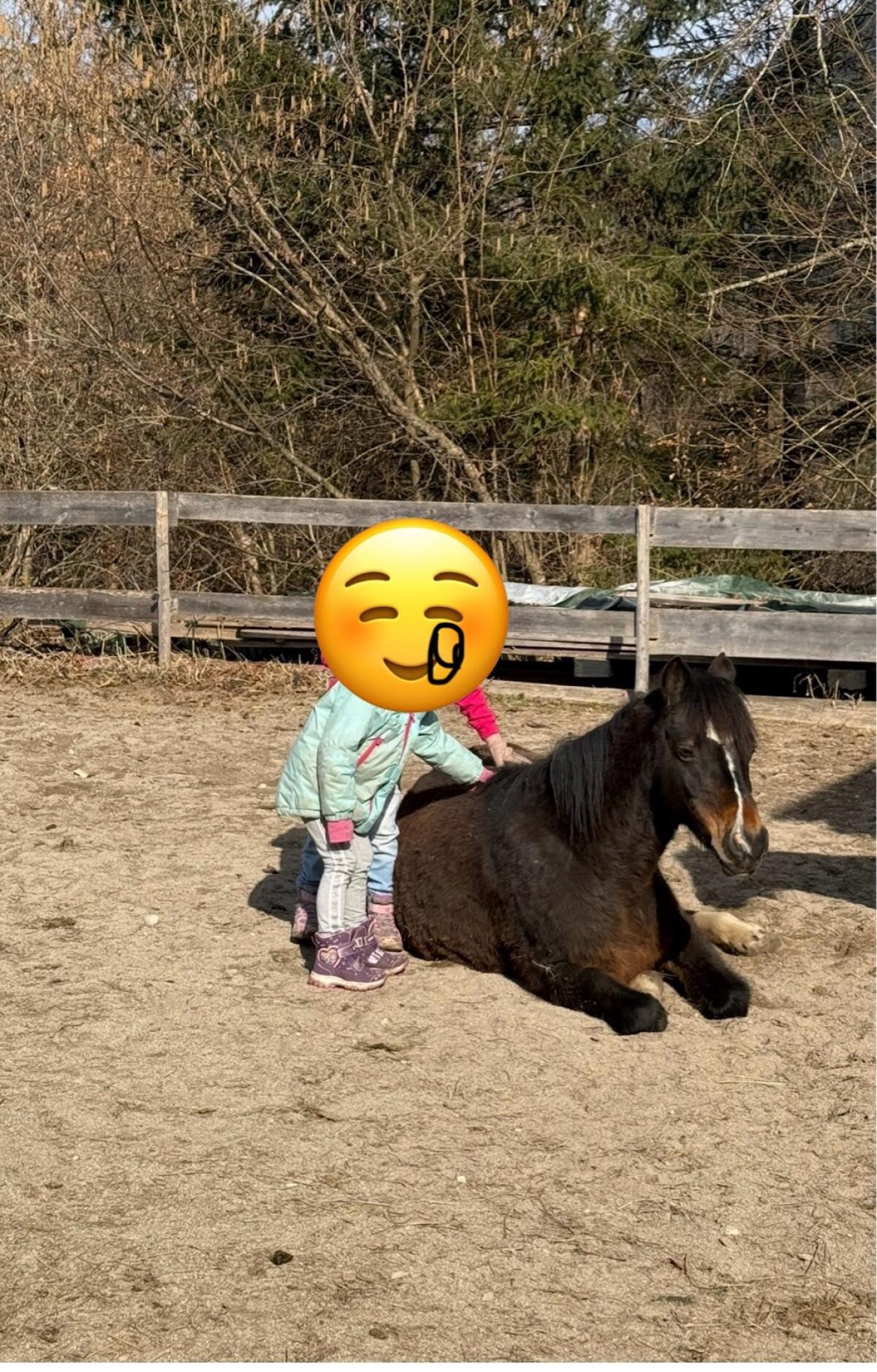 Welsh B Kinderpony 2