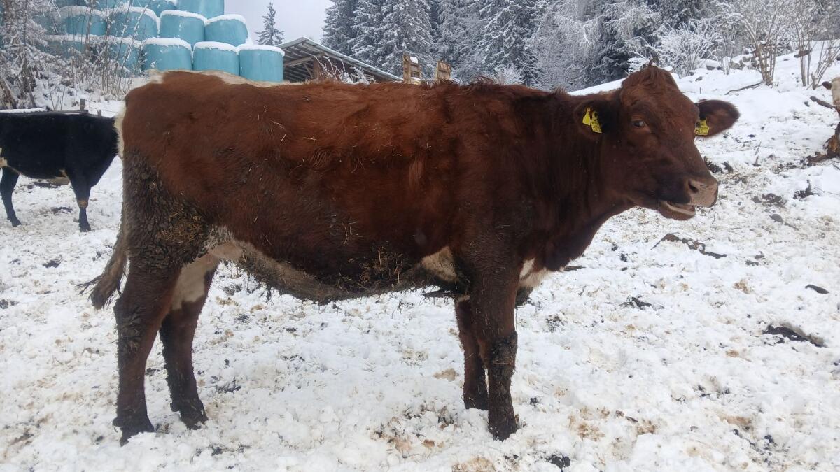 Bio Kalbin hochträchtig 3