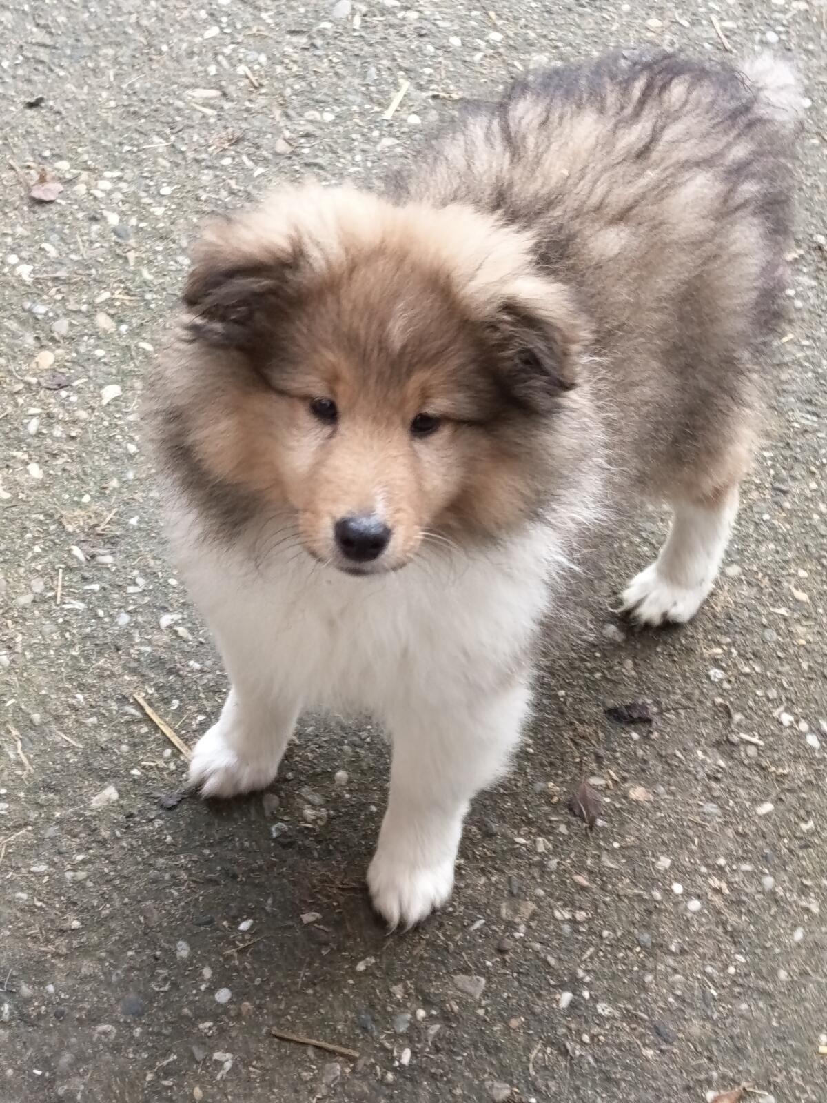 Sheltie Welpe Rüde 3