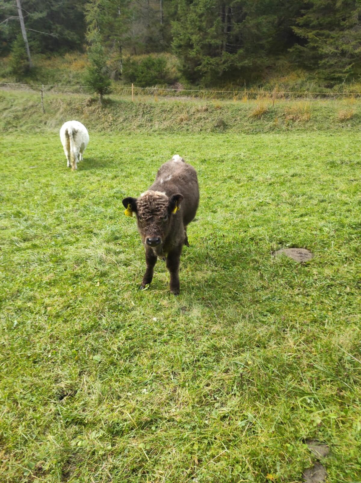 Galloway Jungstier 2