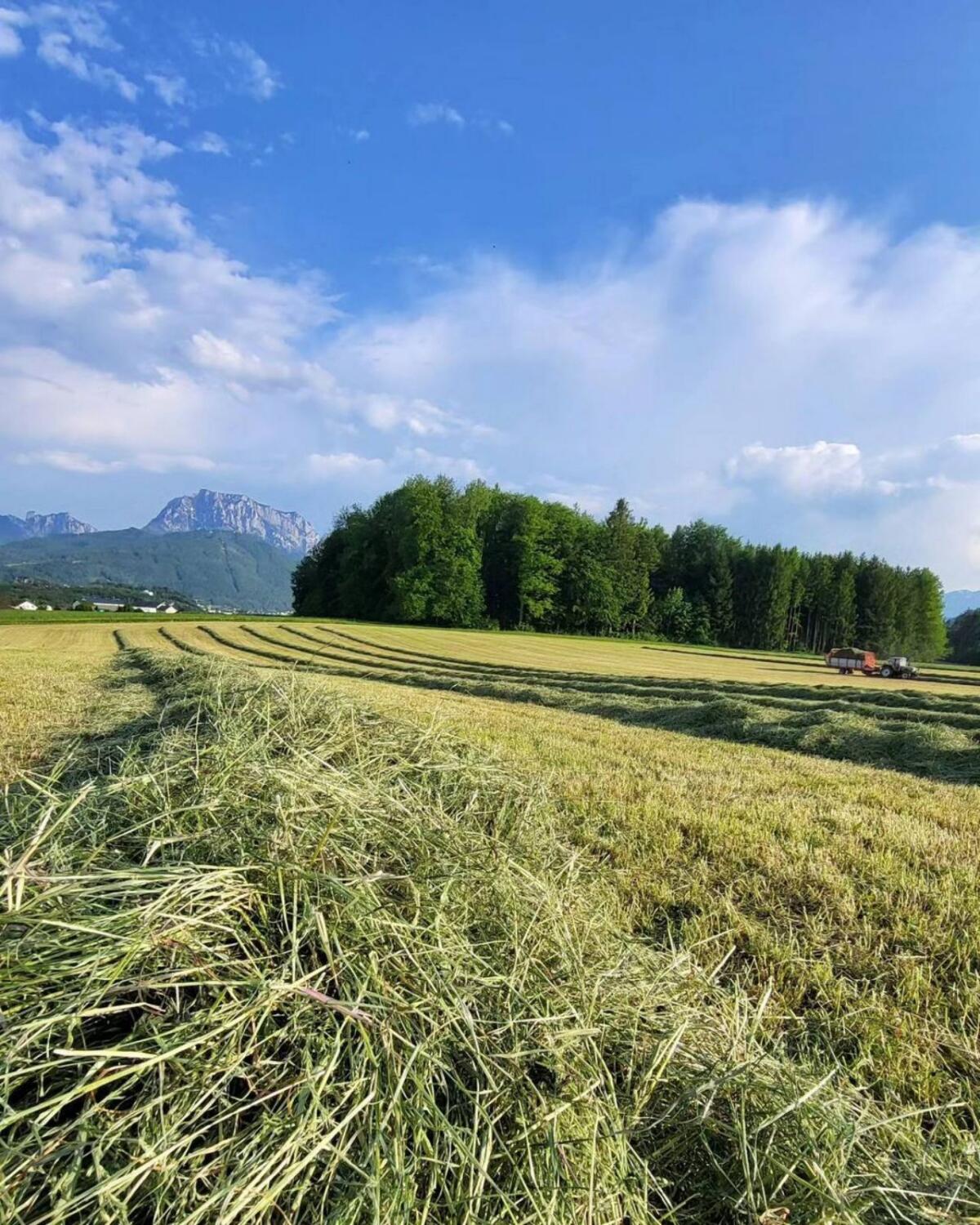 Heuballen Mahd 16.06.25 2