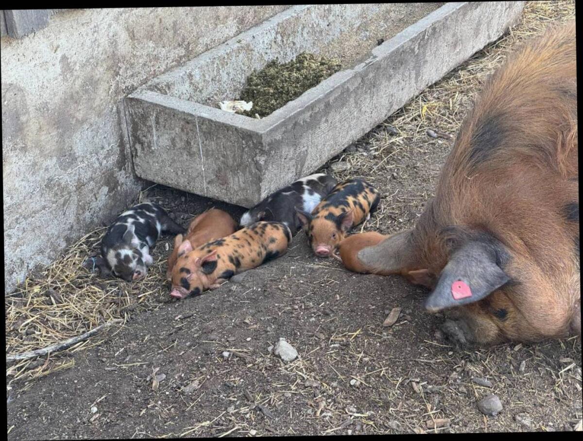 Kune Kune Ferkel 2