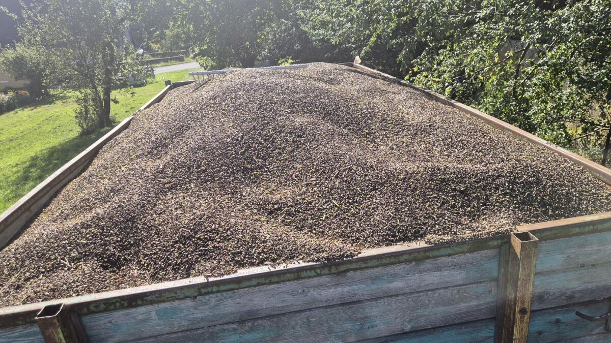 Bio Buchweizen Bamby 3