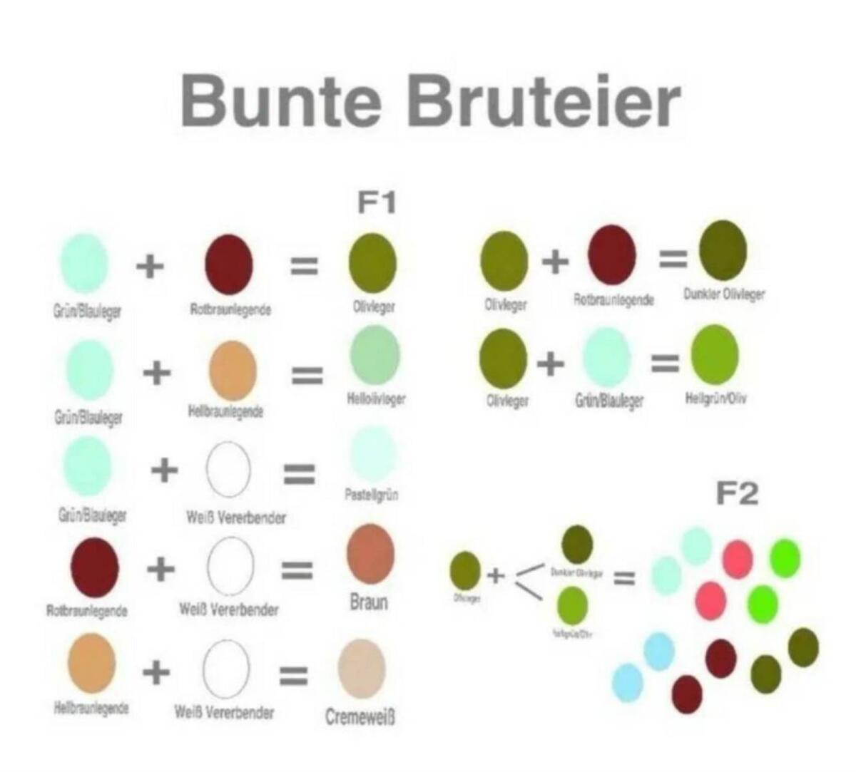 Bruteier Buntleger, Grünleger, Blauleger, Mooshühner, Maran 2
