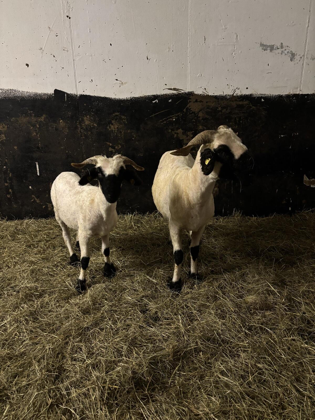 Walliser Schwarznasenschafe 3