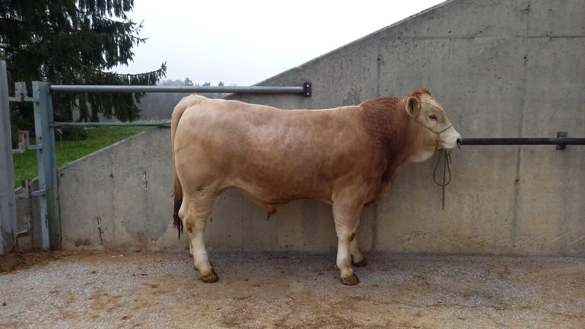 Murbodner Zuchtstier 2