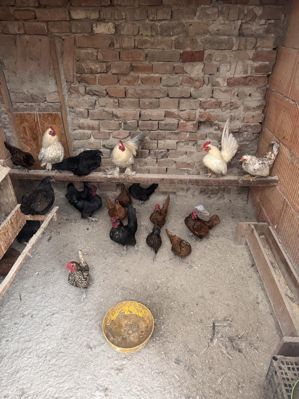 Zwerghühner und Hähne 2