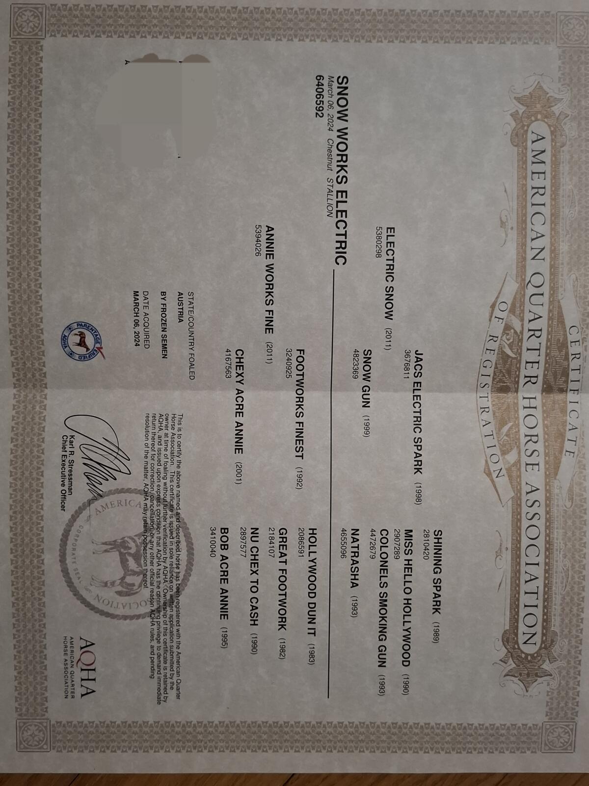 Quarter Horse Hengst 3