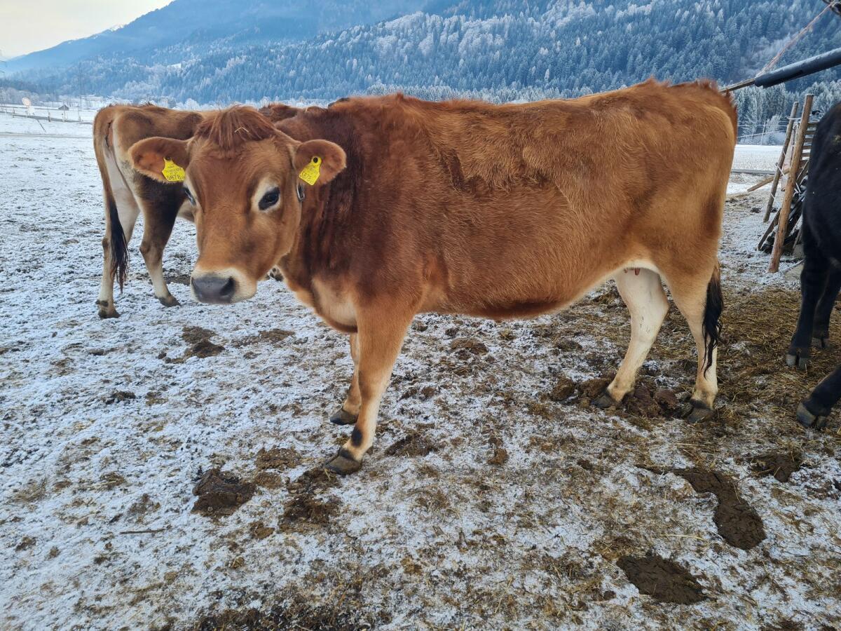 Jersey, Kühe oder Kalbinnen 2