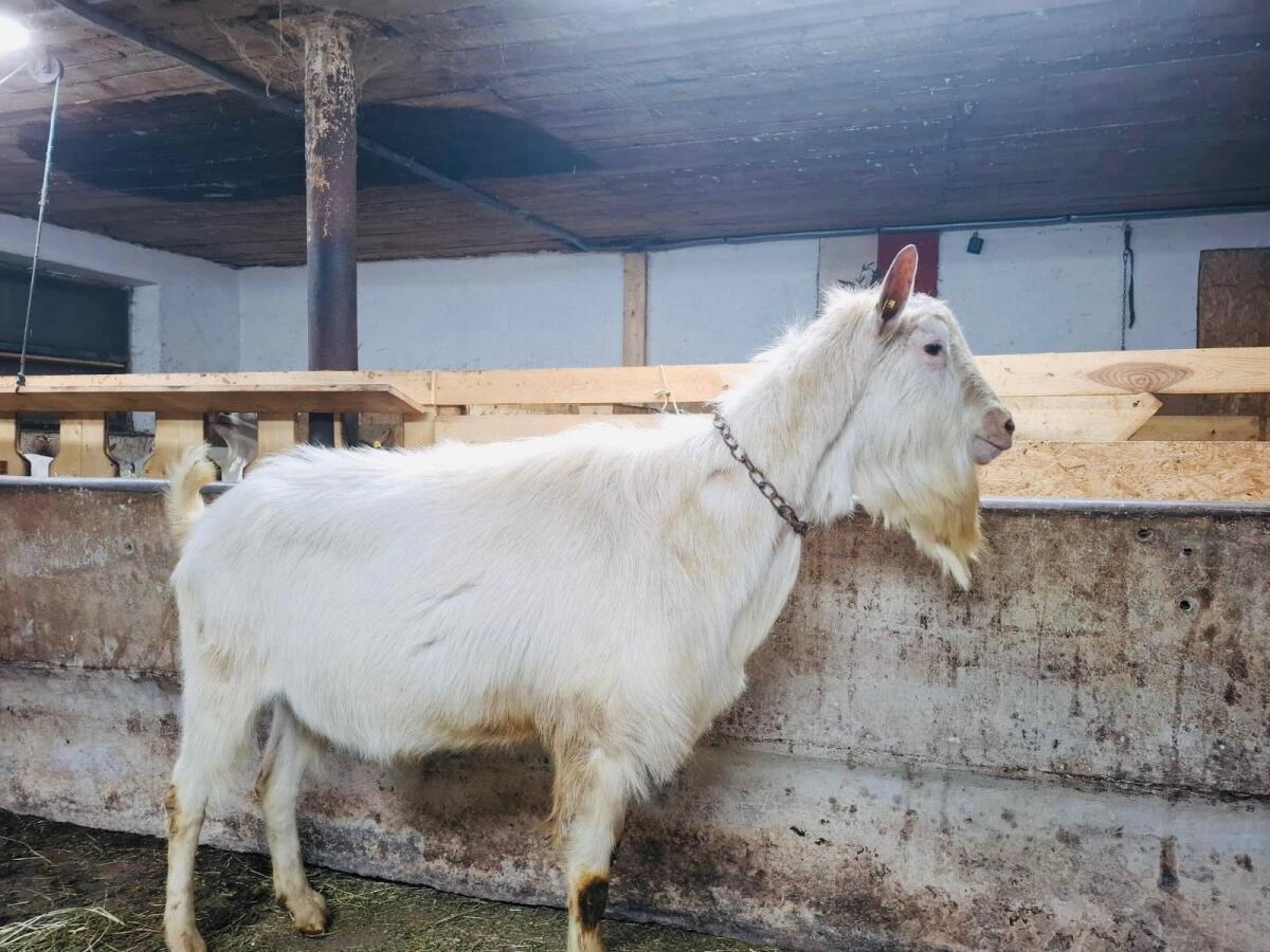 HB Saaneziegen Bock 2