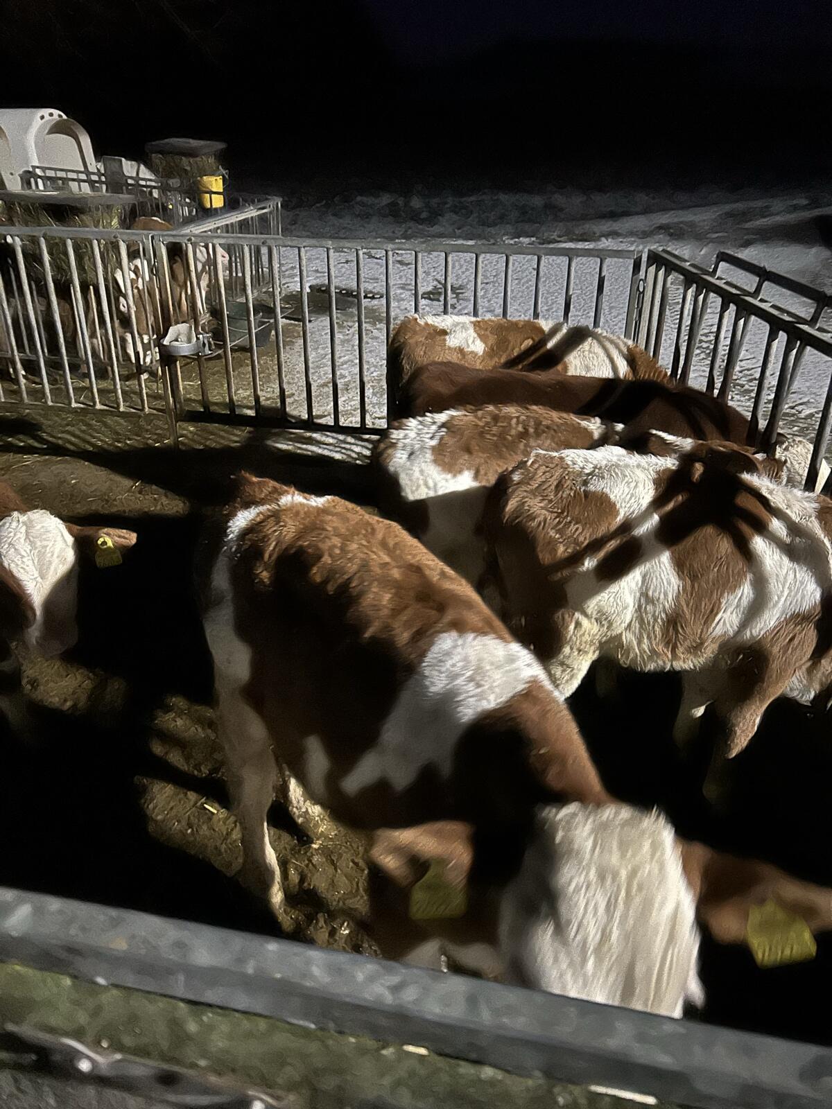 Verkaufe 6 Fleckvieh-Stierkälber 2