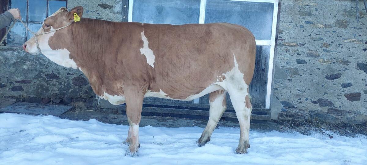 Trächtige Fleckviehzuchtkalbin 3