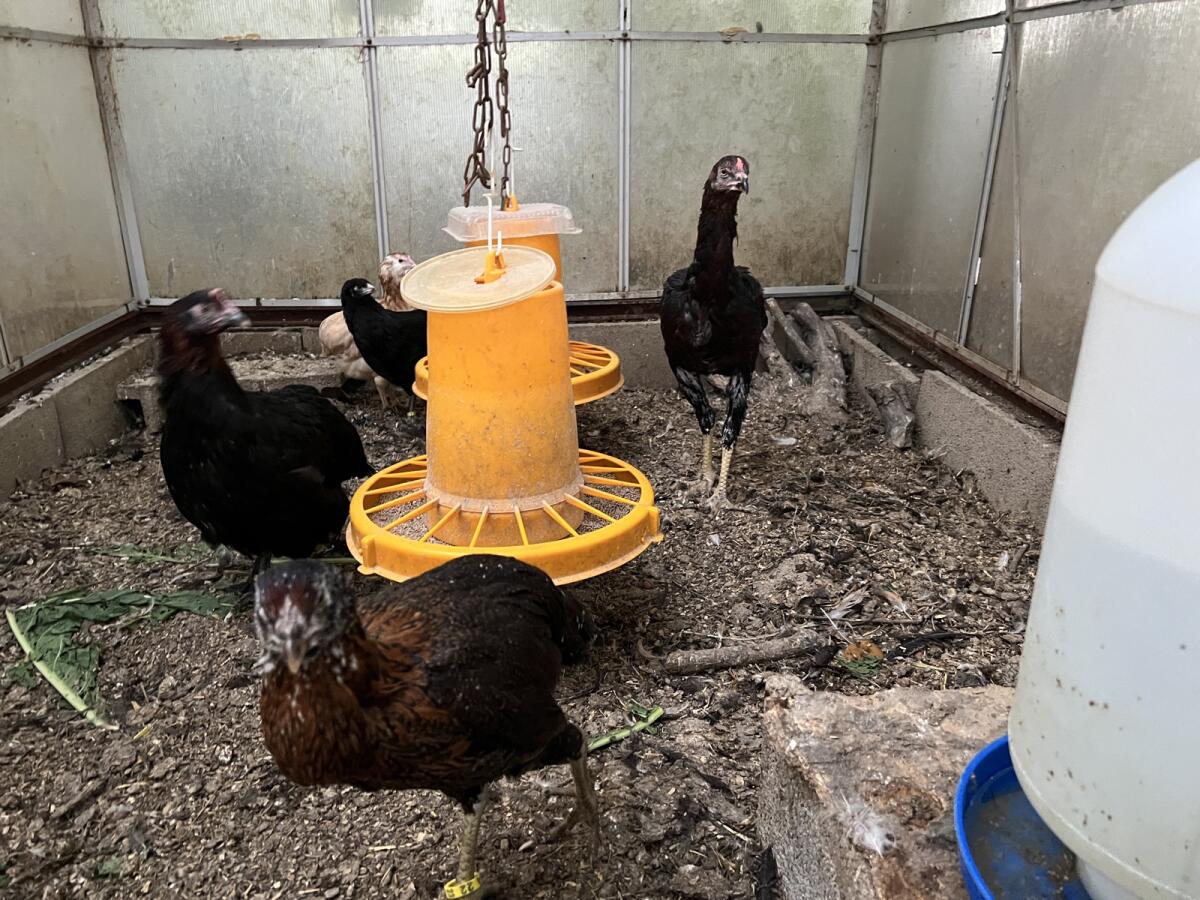 Original iranische Lari 2