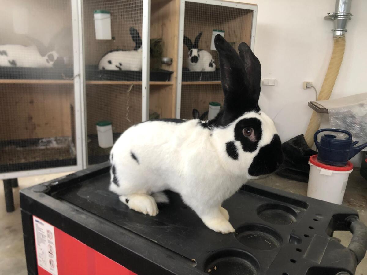 Deutsche Riesenschecken 2