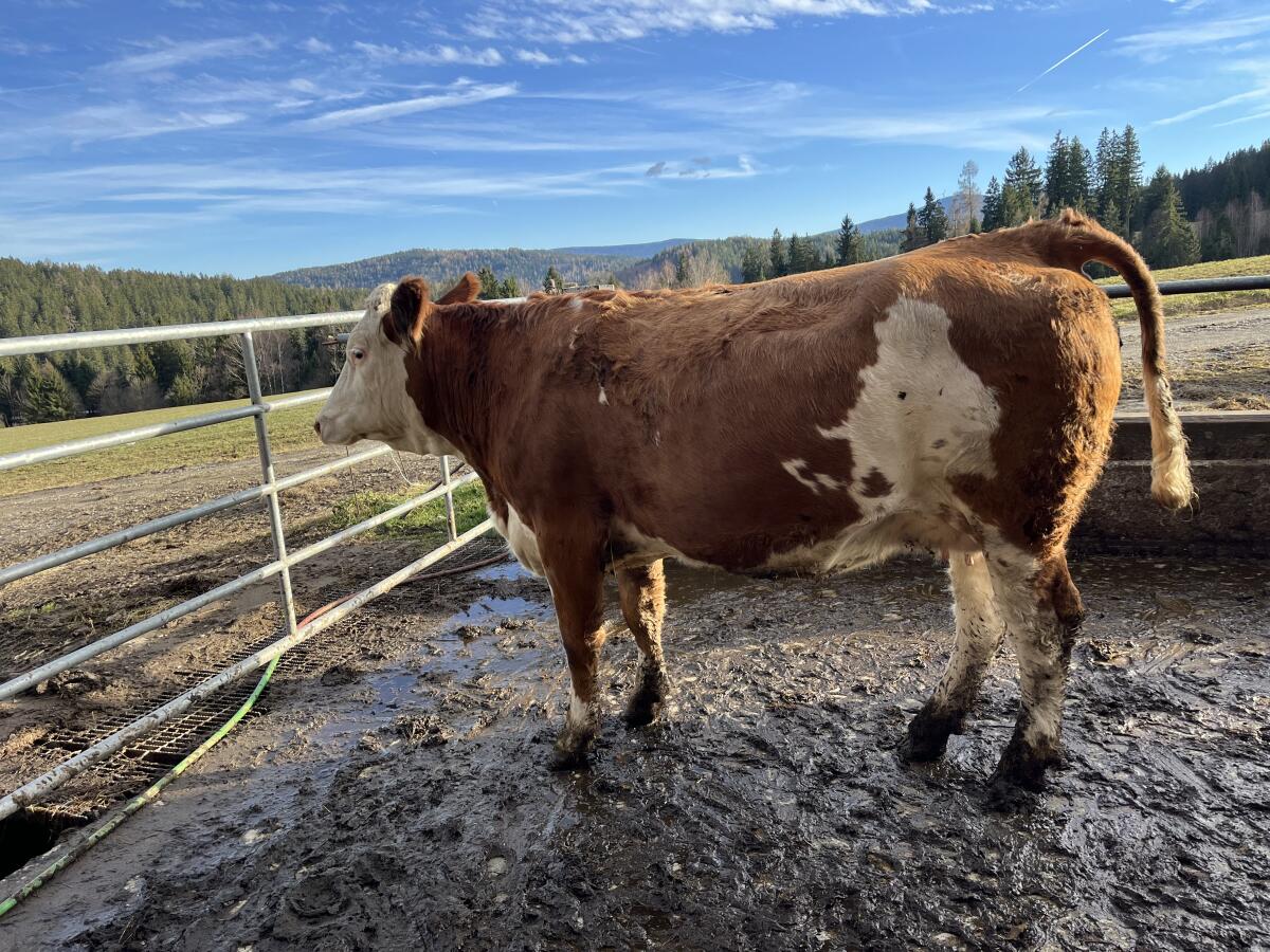 Trächtige Kalbinnen 3