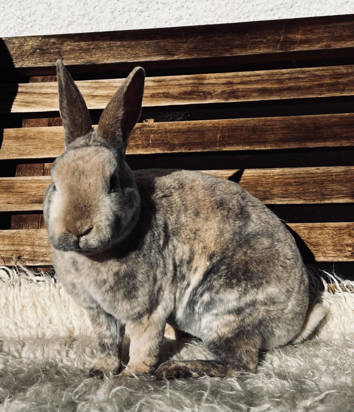 Kleinrex/Rexkaninchen 3