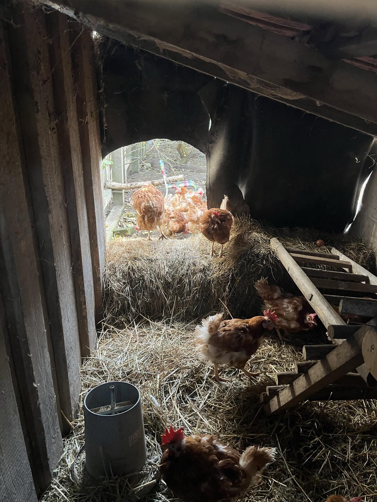 Ältere Hühner suchen Lebensplatz 2