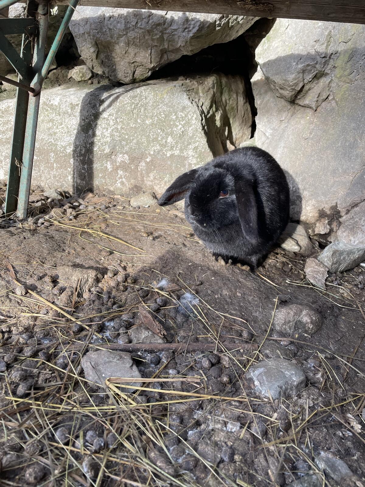 Hängeohren Kaninchen 2