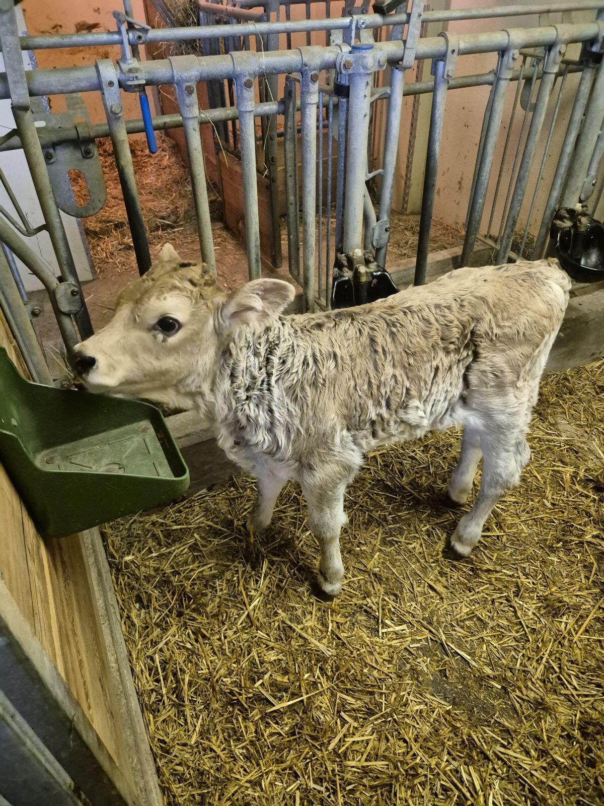 Grauvieh Kuhkalb Bio 3