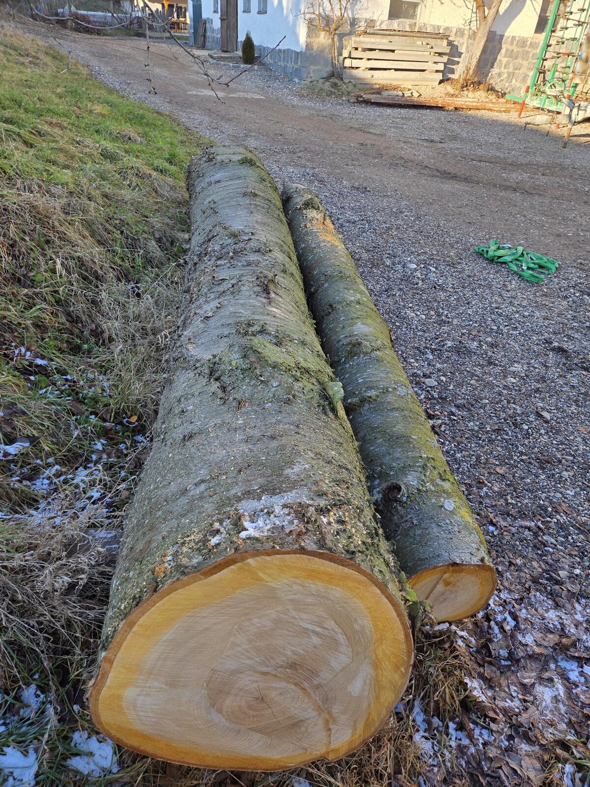 Kirschbaum Kirschholz Wildkirsche 3