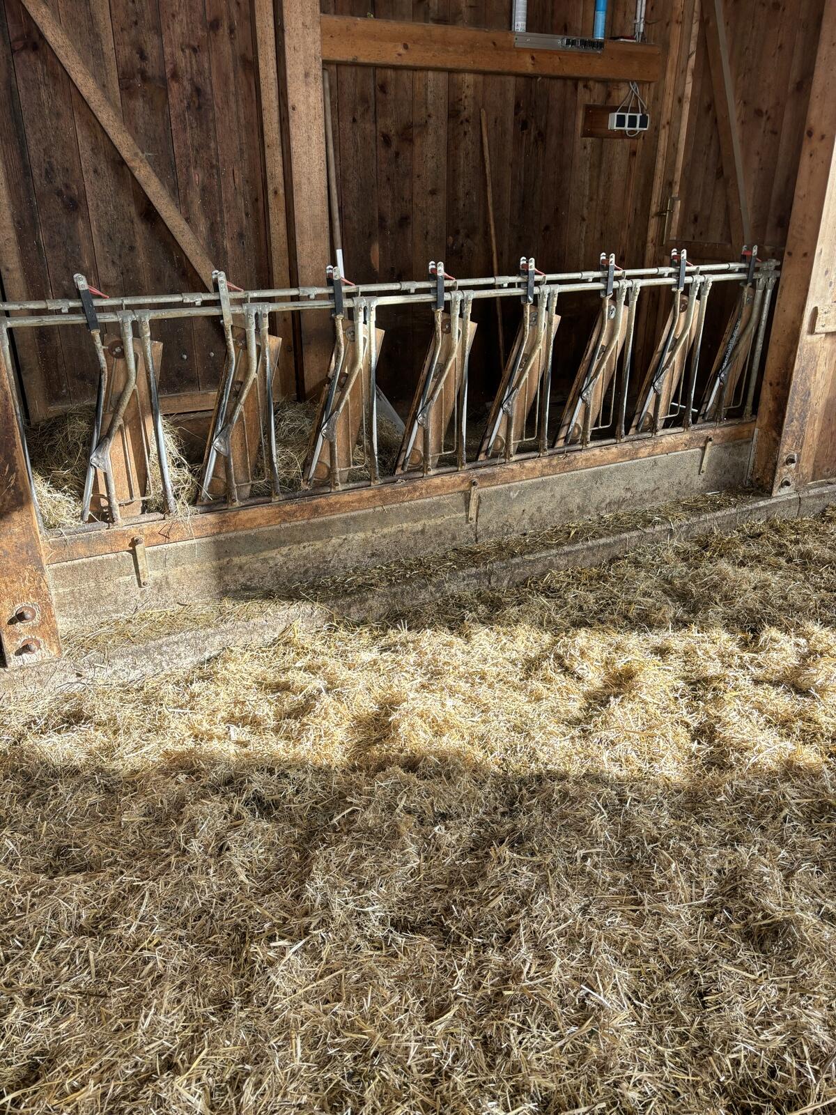 Schauer Fressgitter für Schafe 3