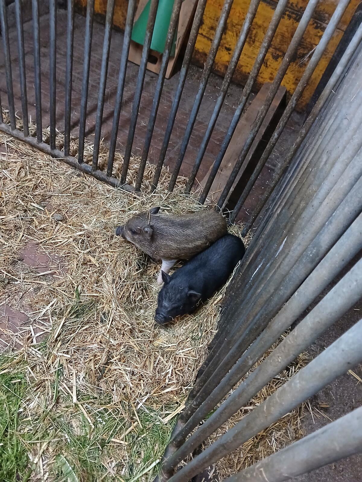 Minischweine zu verkaufen 3