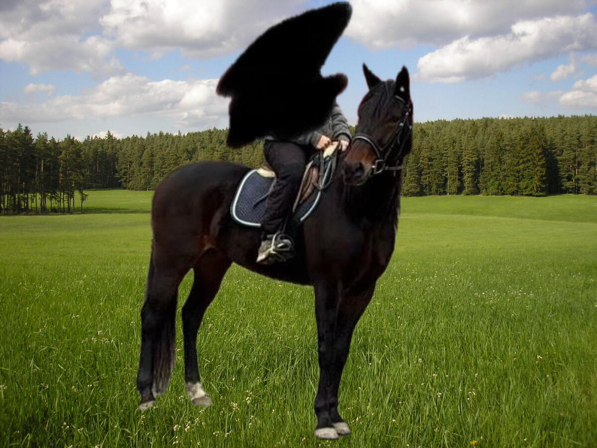 Traberwallach, Reitpferd, Freizeitpferd 2