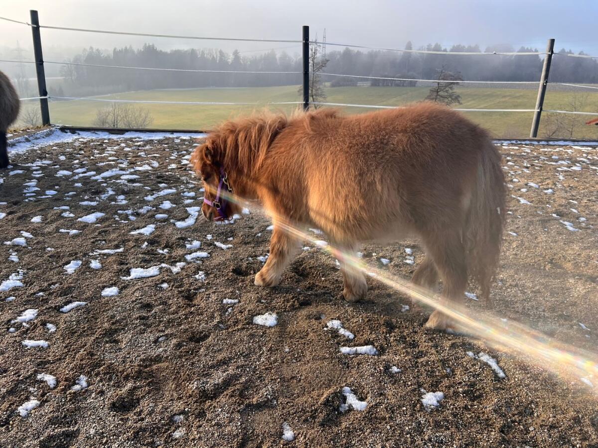 Shettland-Pony Hengst 2