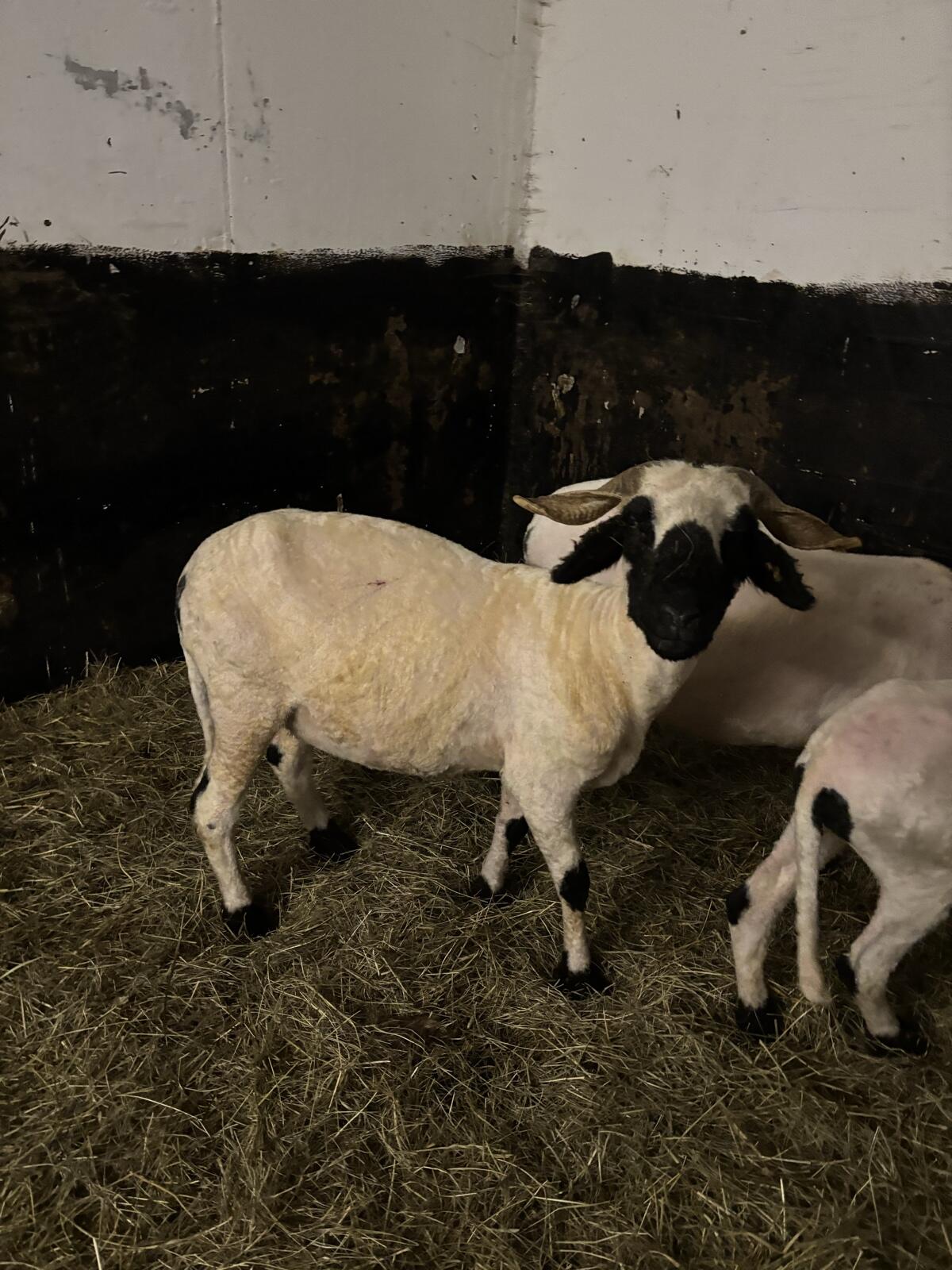 Walliser Schwarznasenschafe 2