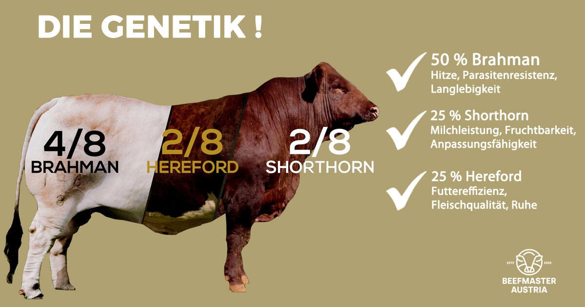 Beefmaster – Die Genetik, die Betriebe verändert 3