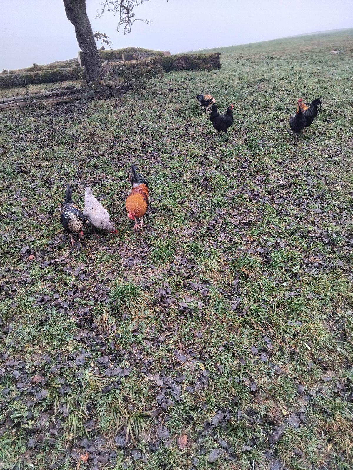 Verkaufe Hühner und Hahn 2