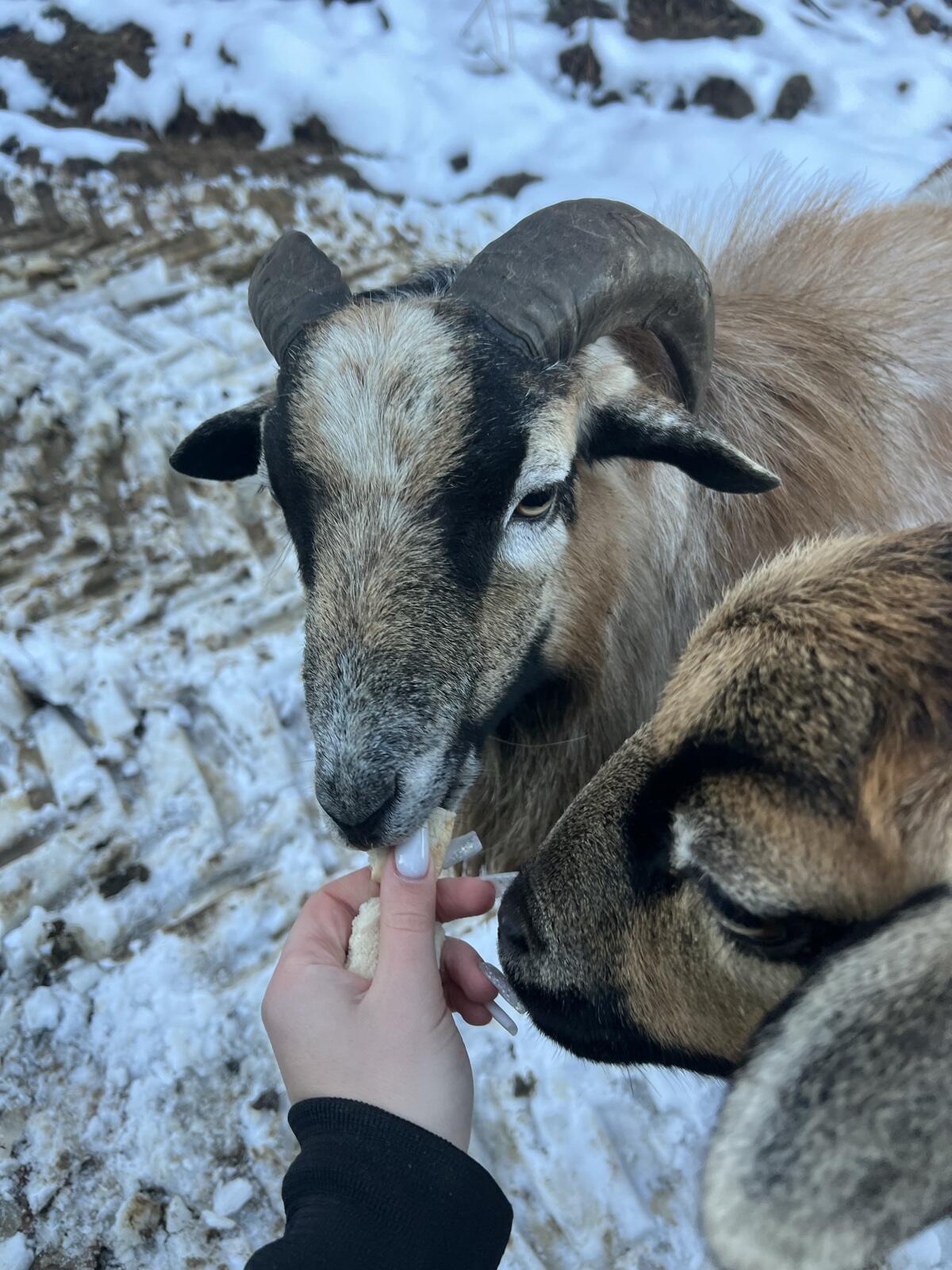 Kamerun-Schafbock – ca. 2 Jahre alt 2
