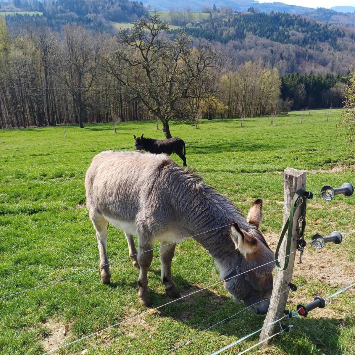 Esel Deckhengst (kein Verkauf) 3