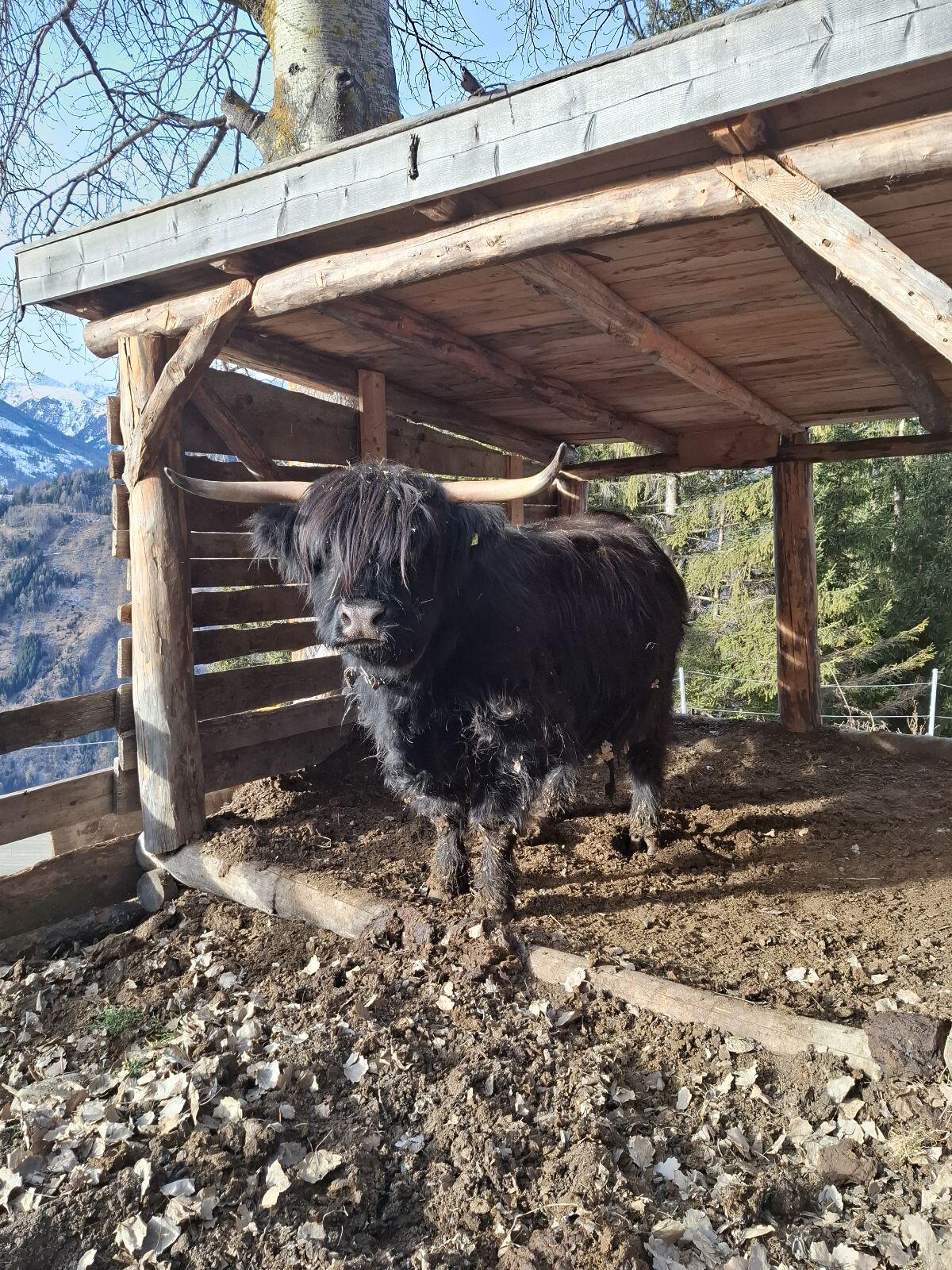 Trächtige Hochlandrind Kuh 2