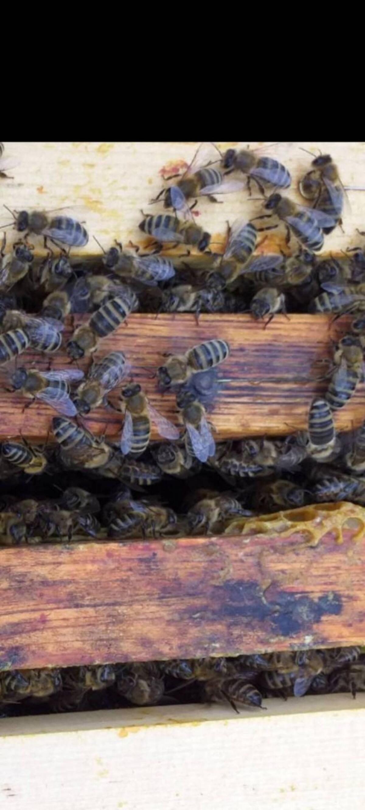 Carnica Jungbienenvölker 2