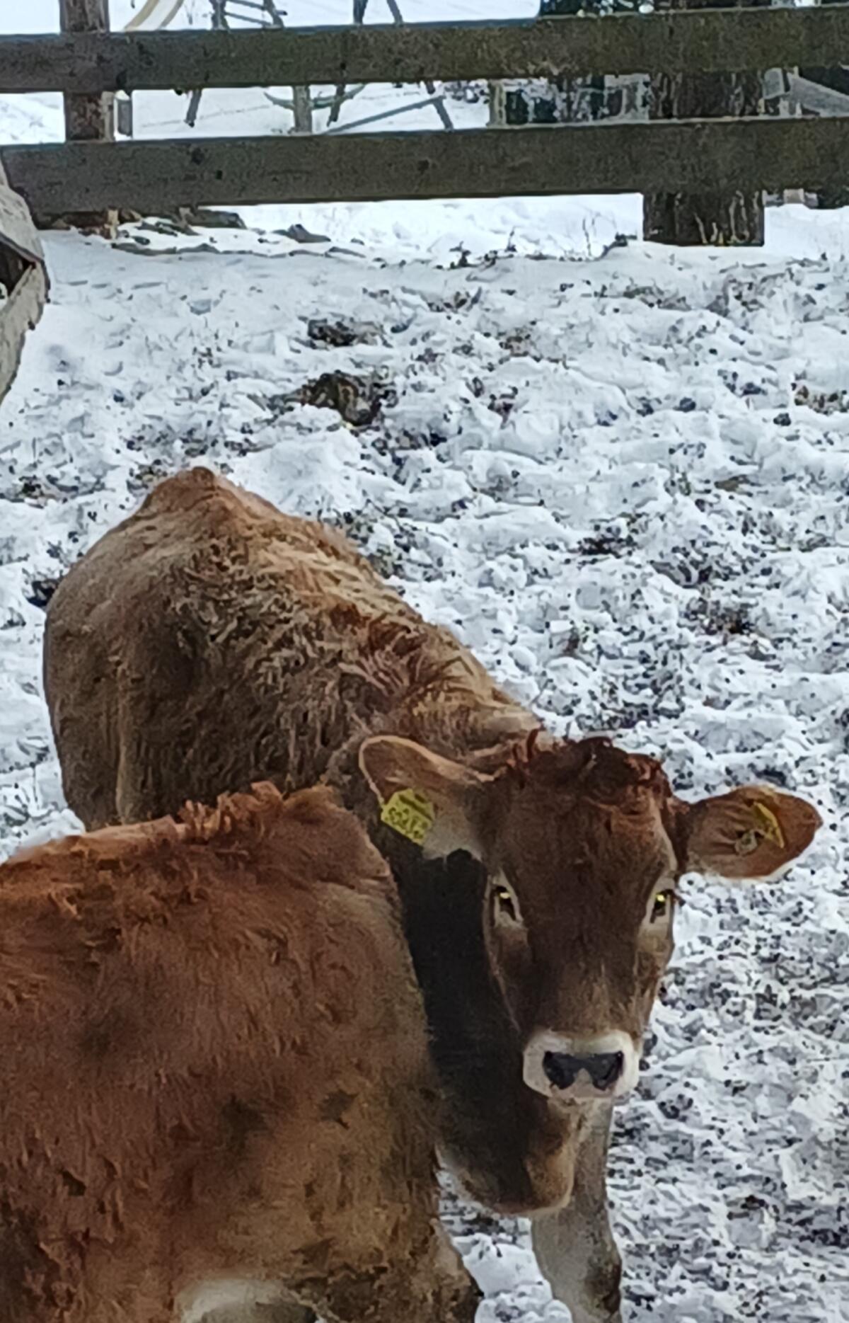 Murbodner Bio Kalbin 2