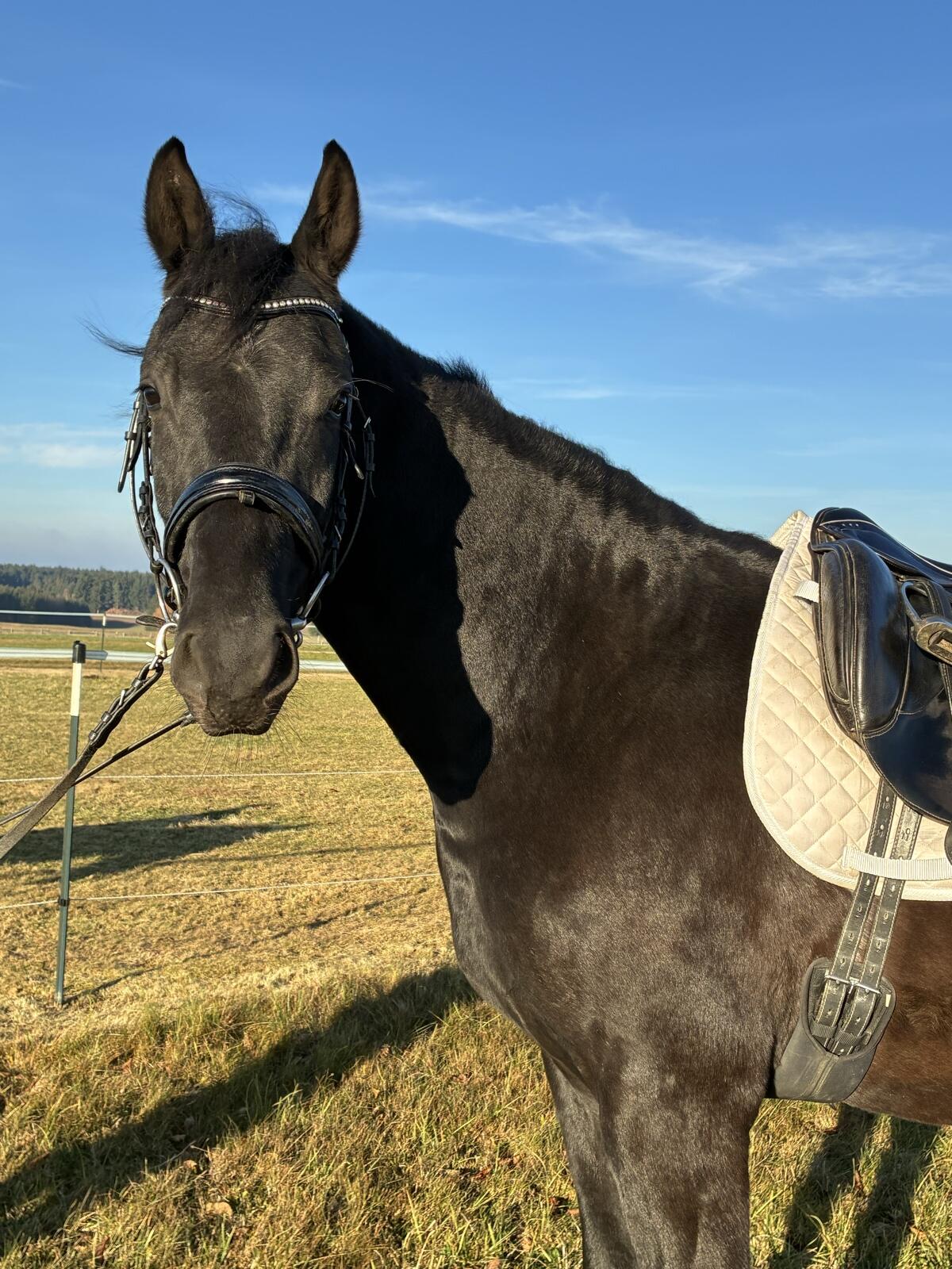 Zukünftiges Verlasspferd 3