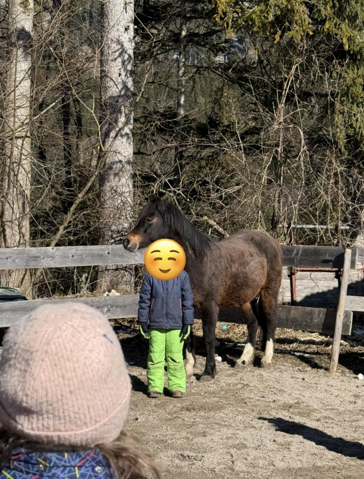 Welsh B Kinderpony 3