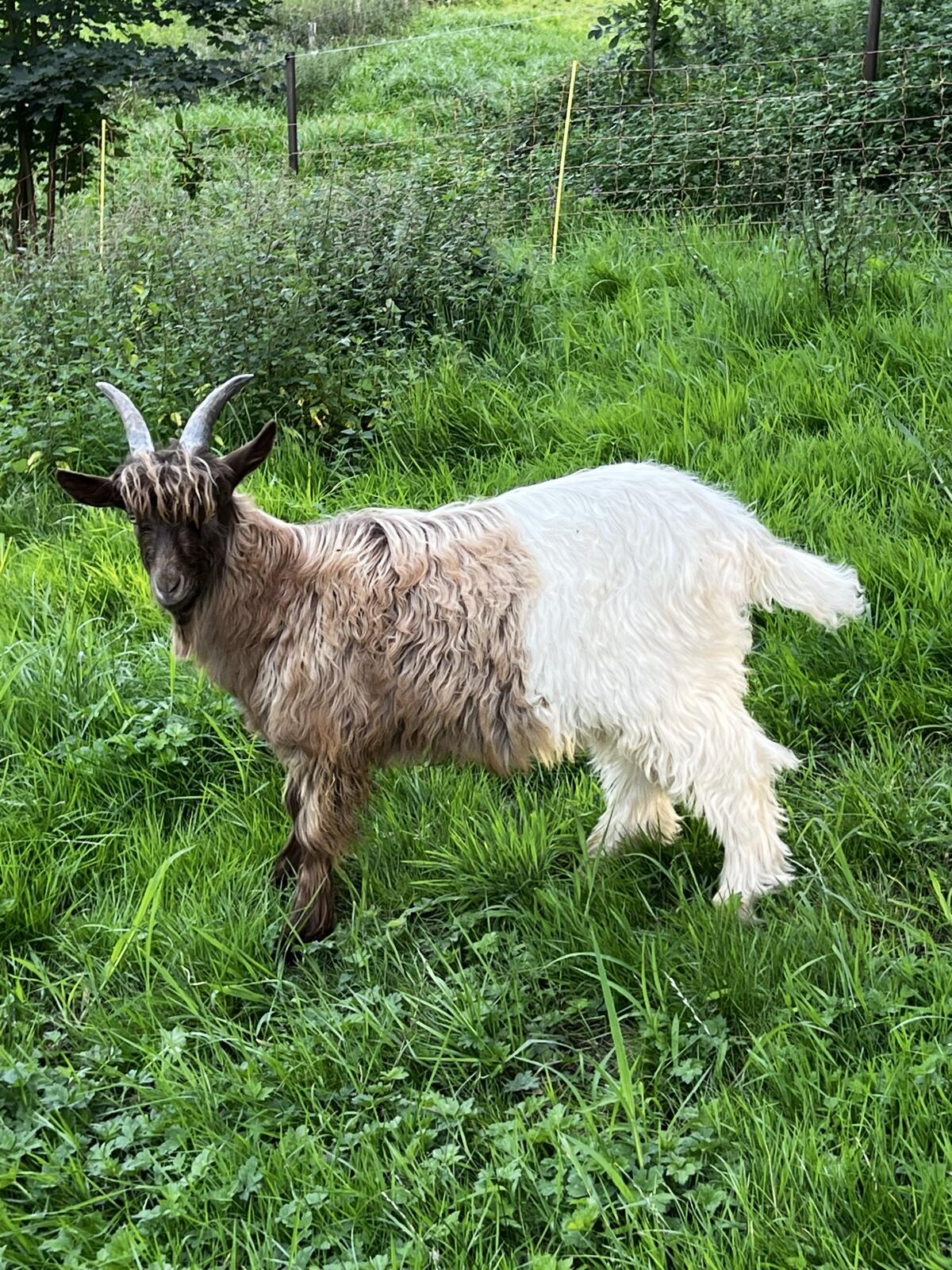 Kupferhalsziegenbock 2