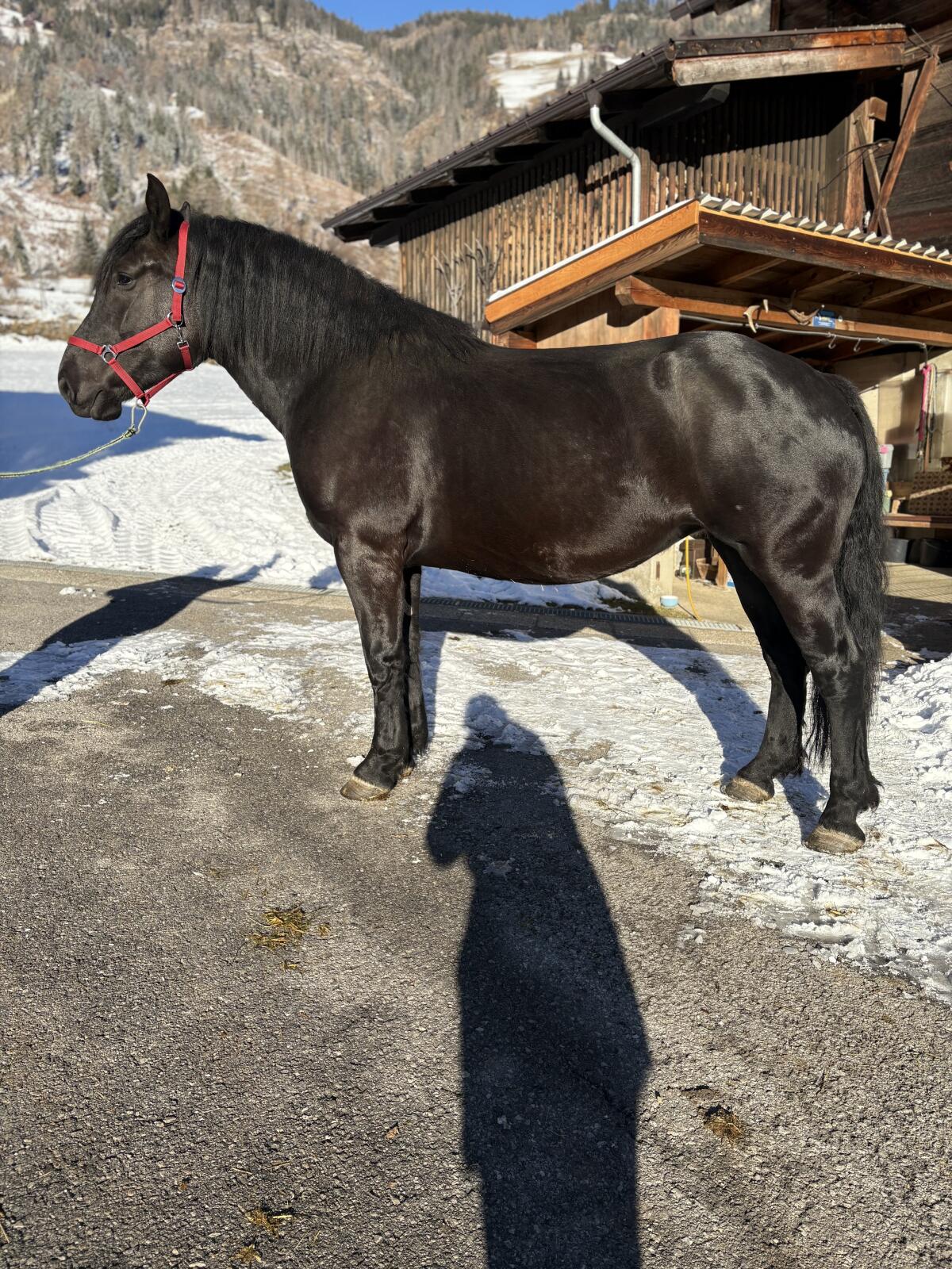 3-jährige Norikerstute 3