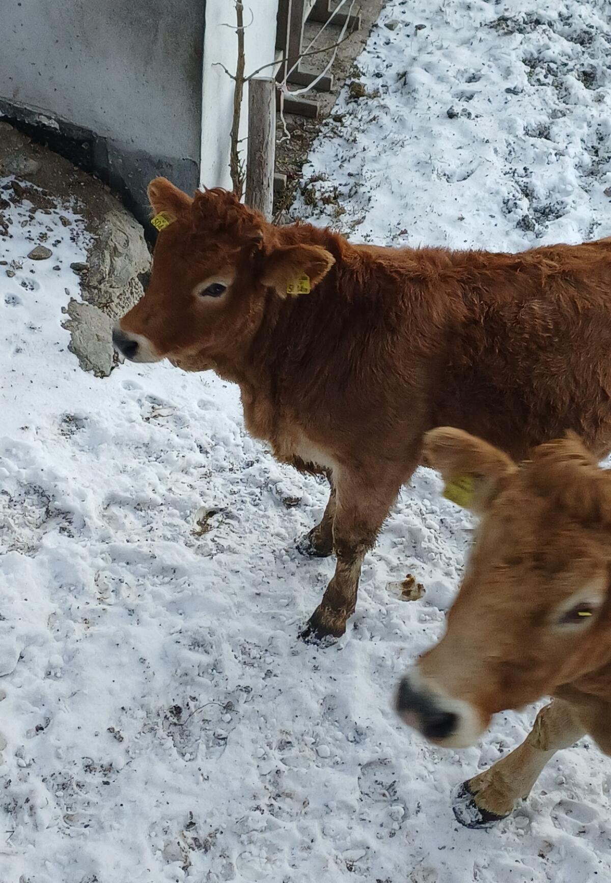 Murbodner Bio Kalbin 3