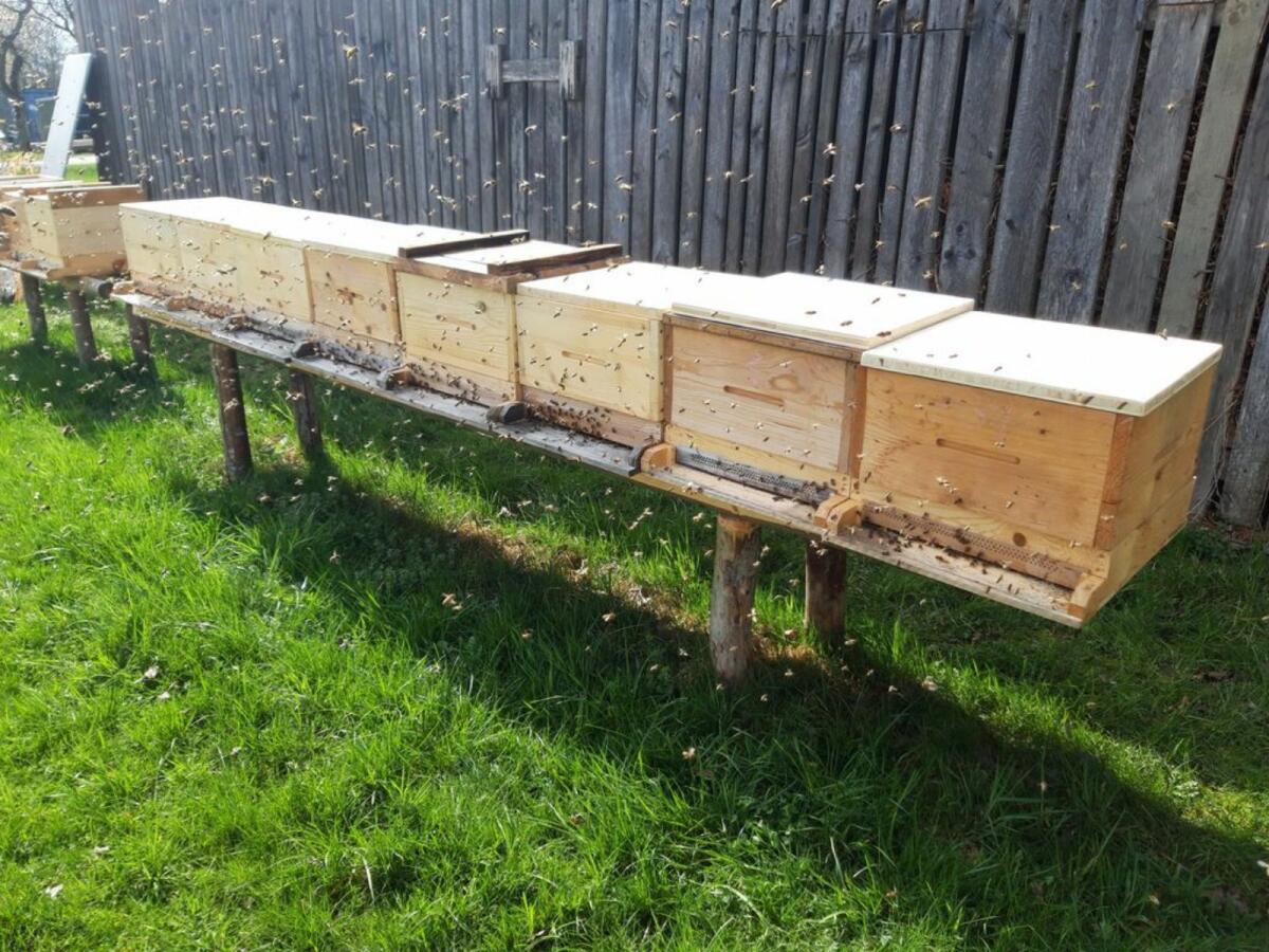 Bienenvölker Bio-zertifiziert 2