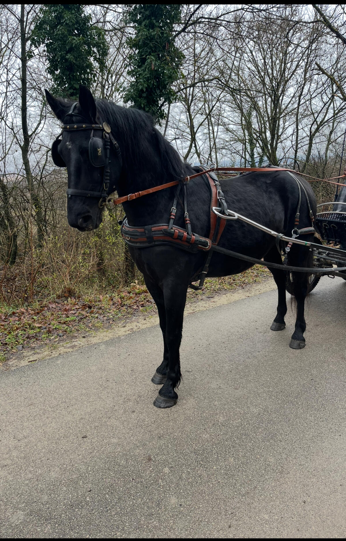 Friesenmix - Wallach 2