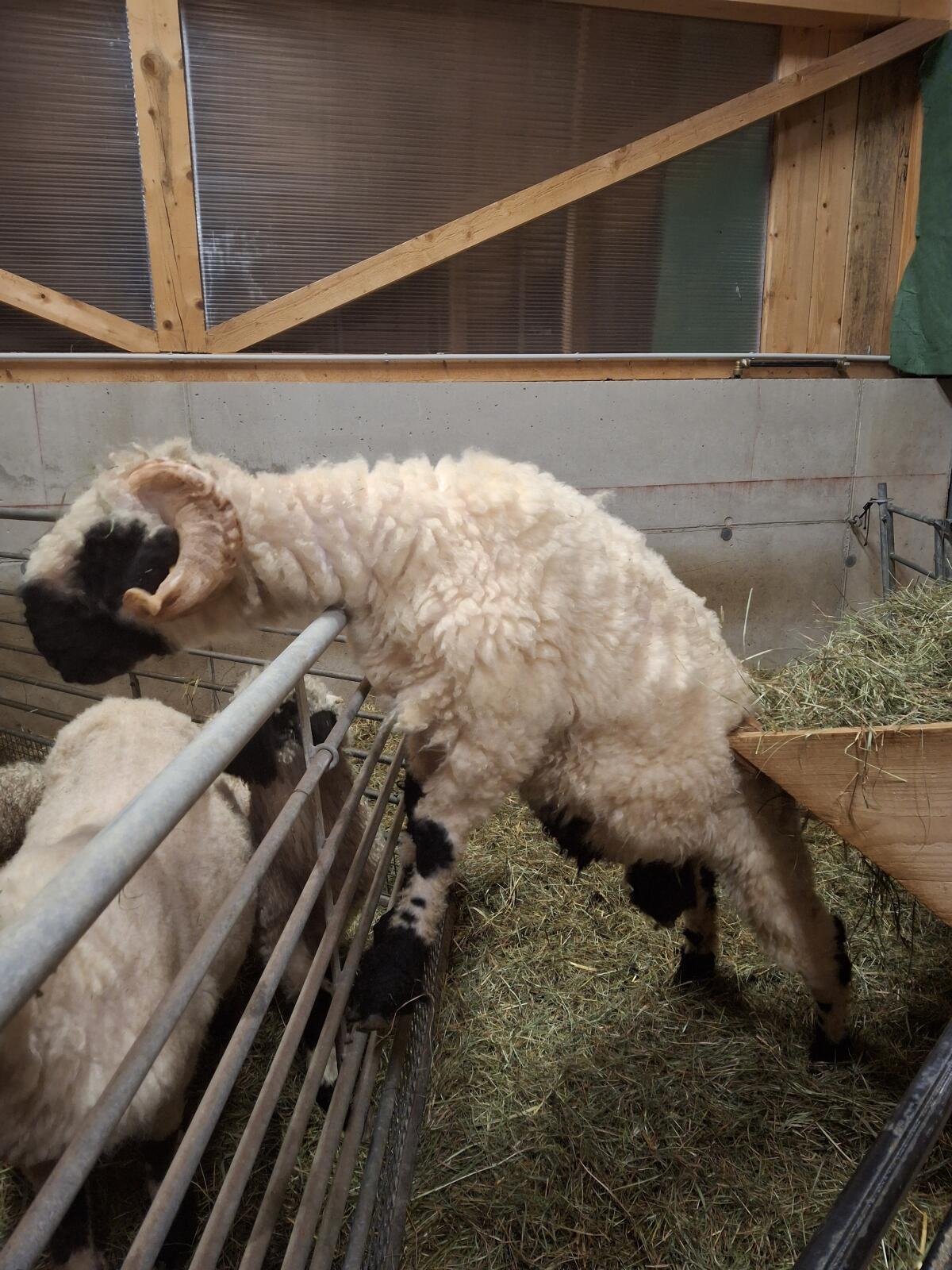 Walliser Schwarznasenwidder 2