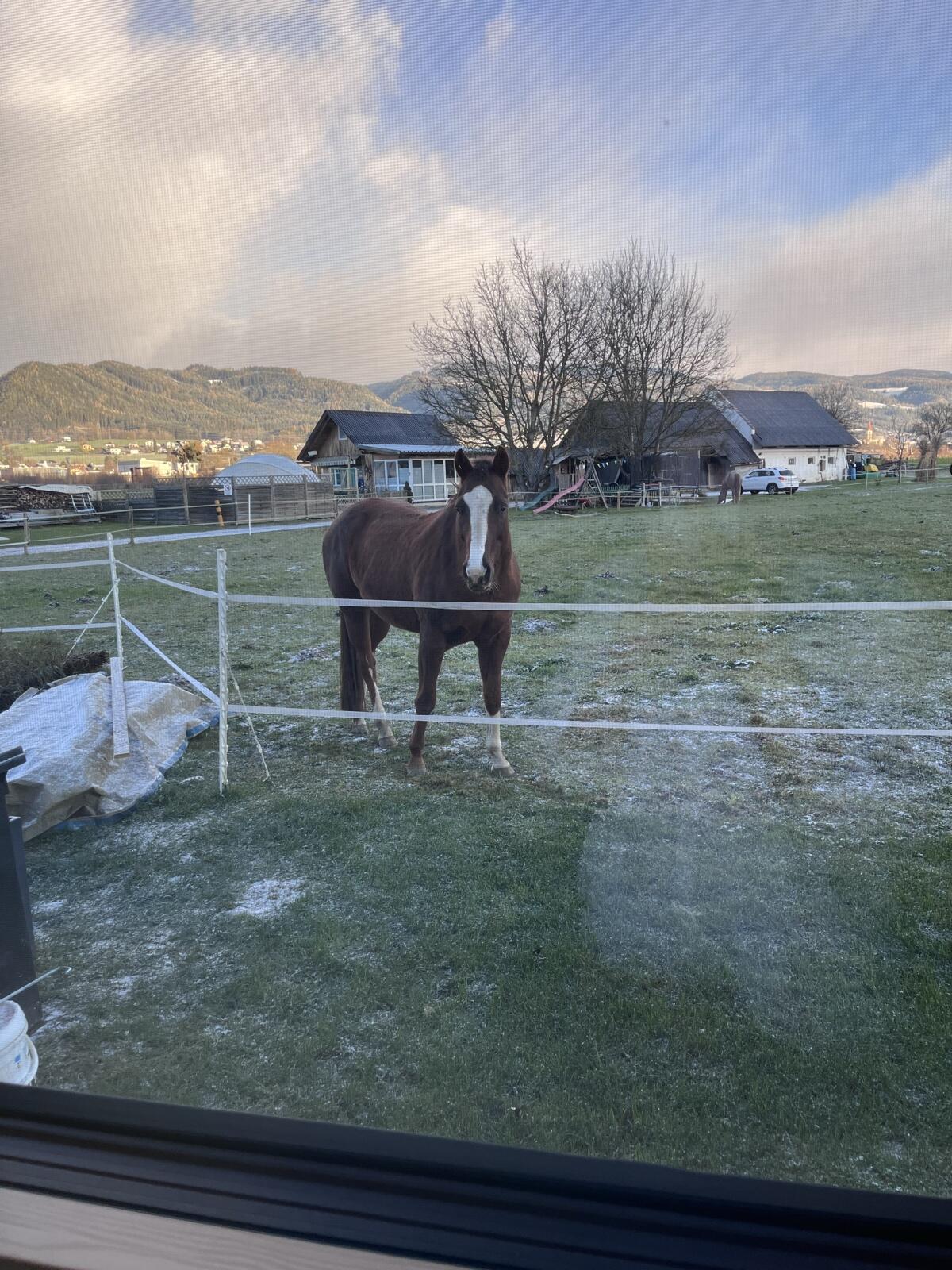 Reitbeteiligung gesucht 3