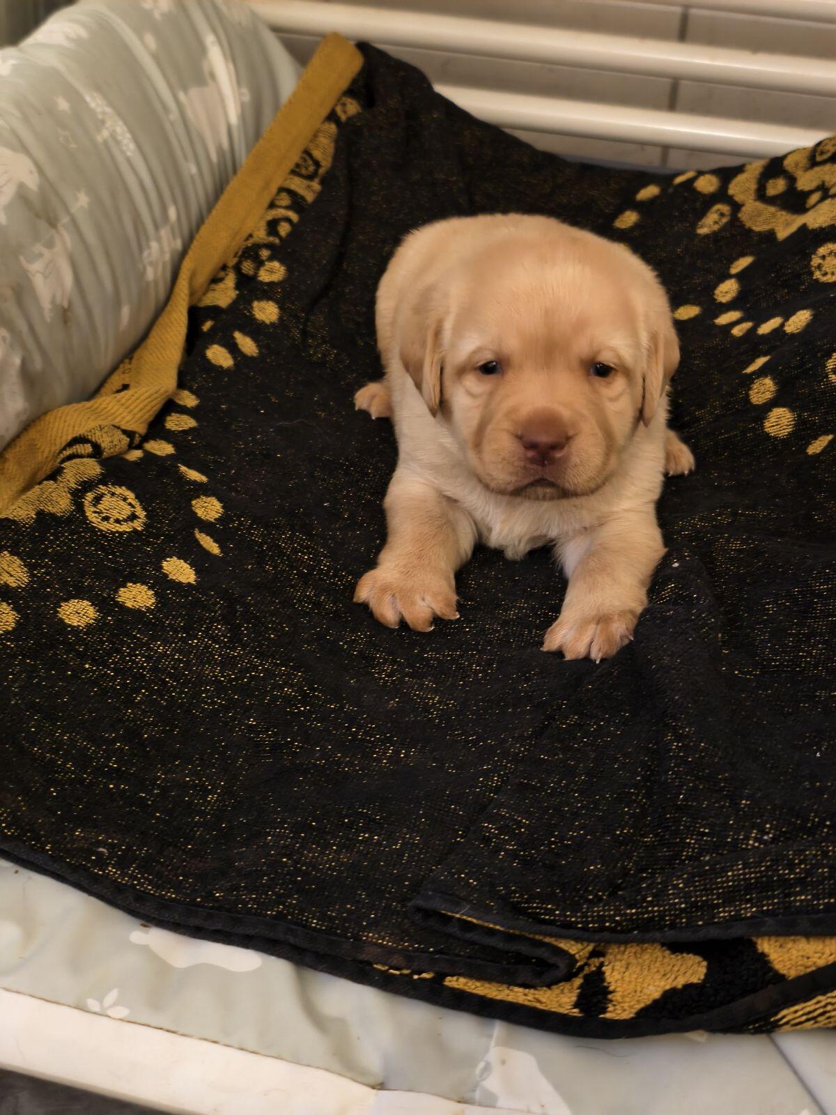 Labradorwelpen mit Ahnentafel 3