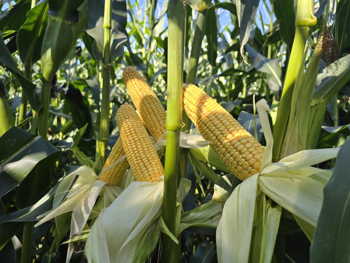 BIO-Mais-Silageballen 2