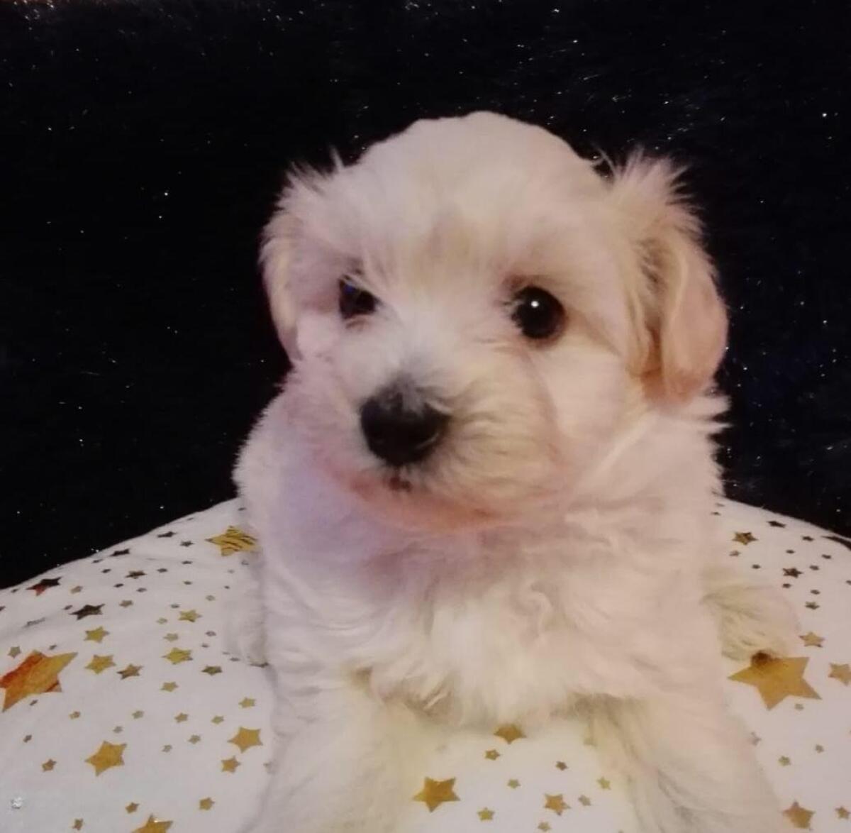 Wir planen zauberhaften Maltipoo-Nachwuchs 2