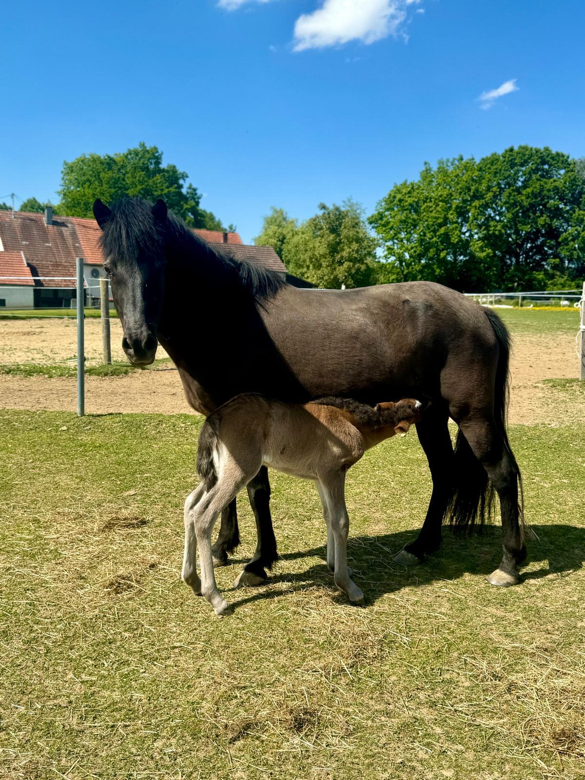 Islandpferd Isländer Stute Rappstute *2015 2